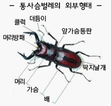 통사슴벌레의 외부형태 : 머리방패, 클럭, 더듬이, 앞가슴등판, 딱지날개, 머리, 가슴, 배